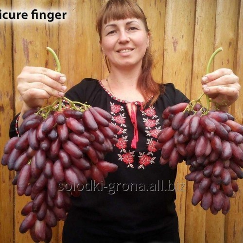 Weinrebe weintraube - weinrebe,